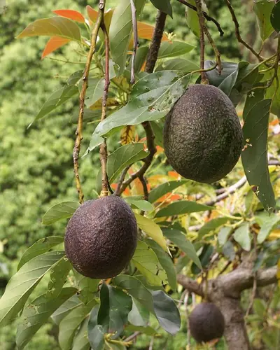 Avocados hanging on the tree