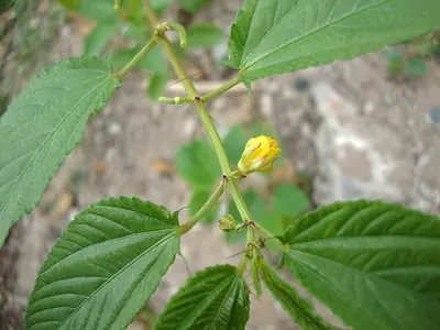 Leaves and a yellow flower of ayoyo, jute mallow