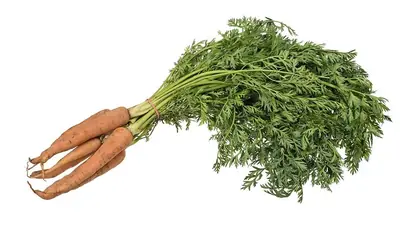 A bunch of carrots with their leafy tops