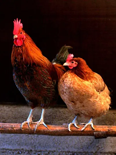 A cockerel and a hen perched side by side
