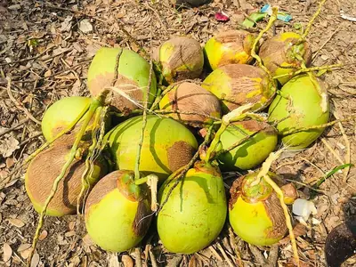 A heap of green coconuts