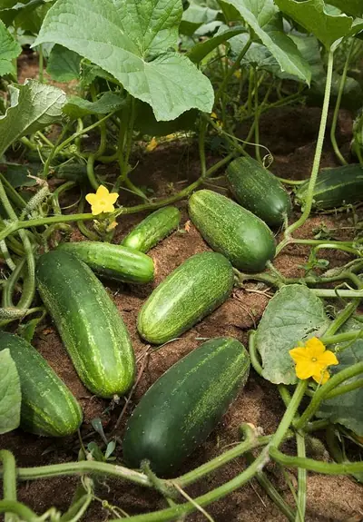 Cucumbers on the vine, with yellow flowers