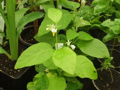 A garden egg plant in flower
