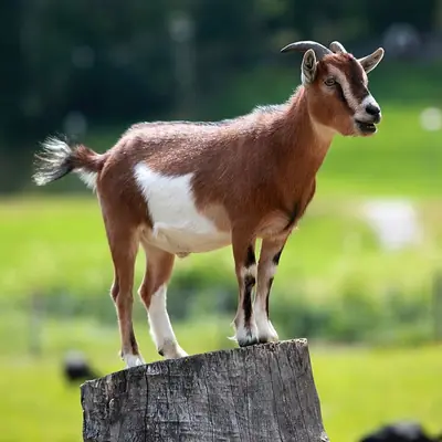 A brown and white goat standing on a tree stump
