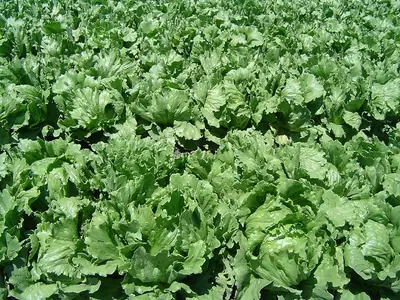 Rows of lettuce growing in a field