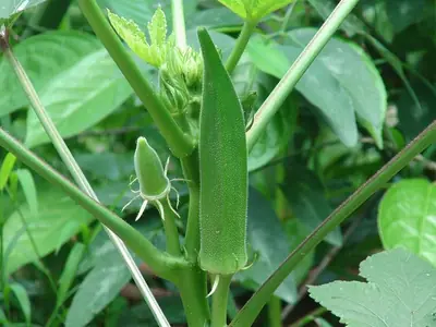 An okra pod growing upright on the plant