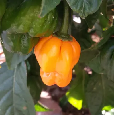 An orange Scotch bonnet pepper on the plant