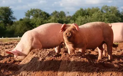 Pigs rooting in a farmyard