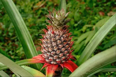 A pineapple growing on the plant