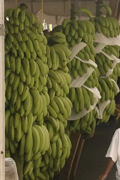 Bunches of green plantain hanging for sale