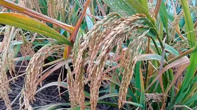 Ripe rice heads bending on the stalk