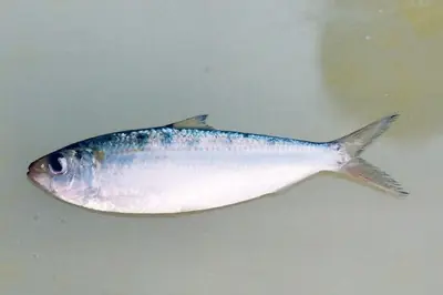 A silver sardinella