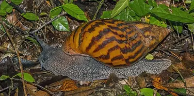 A giant African land snail on leaf litter in Ghana