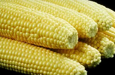 Cobs of yellow sweet corn, husked