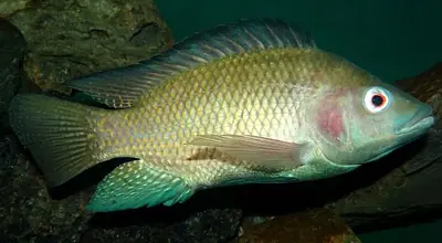 A Nile tilapia