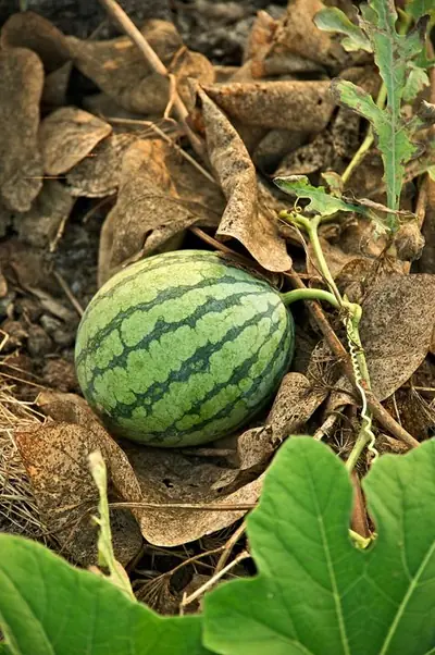 A striped watermelon ripening on the ground among its leaves